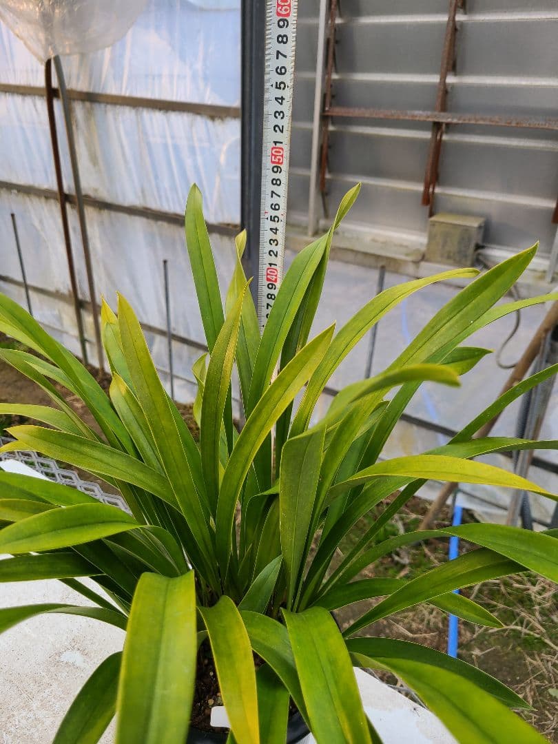 ミスマフェット。花芽7個。蜜蜂誘引蘭。日本蜜蜂