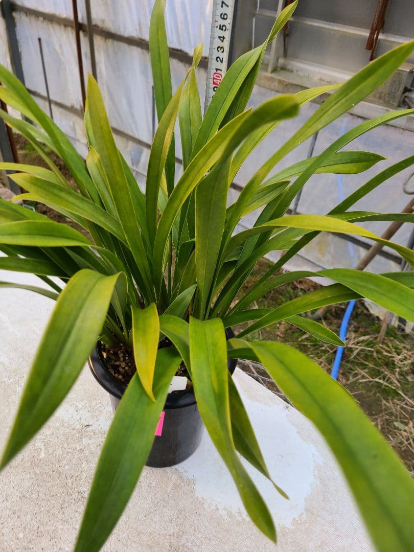 ミスマフェット。花芽7個。蜜蜂誘引蘭。日本蜜蜂