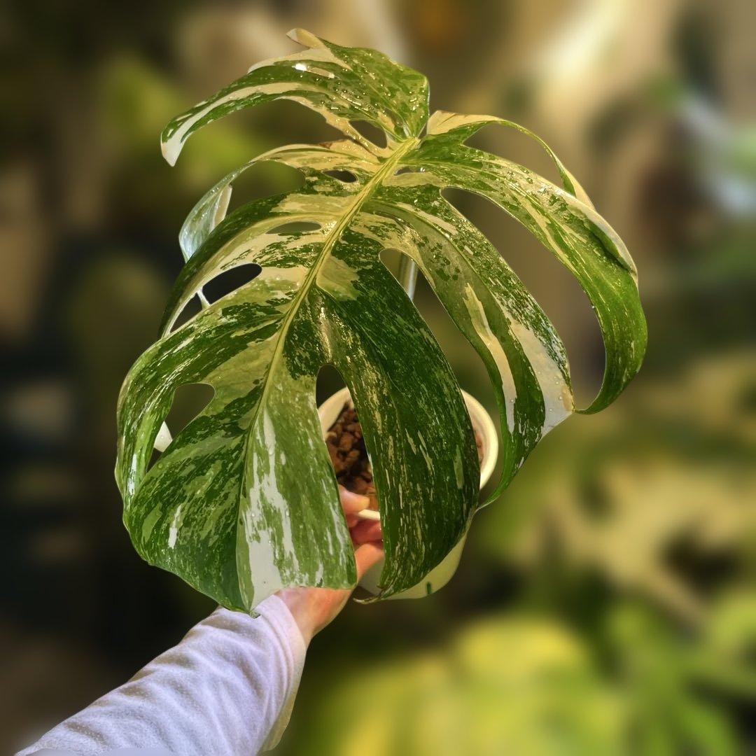 極斑 モンステラボルシギアナアルボホワイトタイガー5号