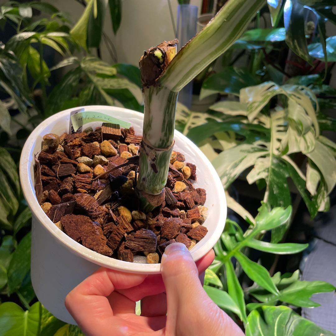 極斑 モンステラボルシギアナアルボホワイトタイガー5号