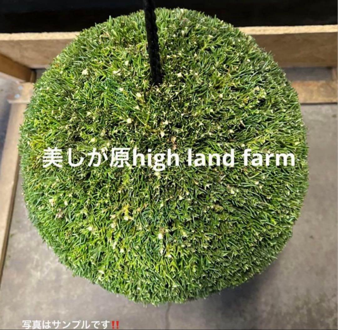 杉玉　約40センチ‼️お客様ご注文品♪