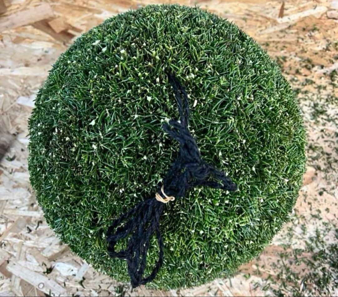 杉玉　約40センチ‼️お客様ご注文品♪