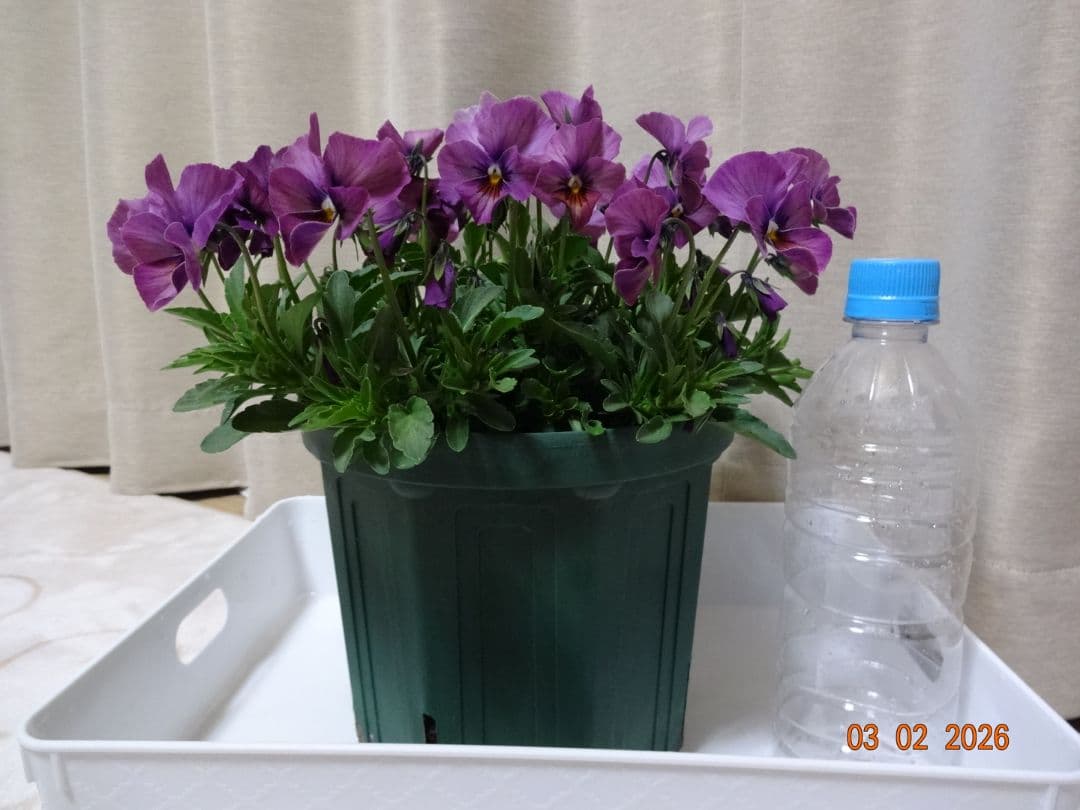 すみれ図鑑　　パルプンテ　1鉢 　（C）