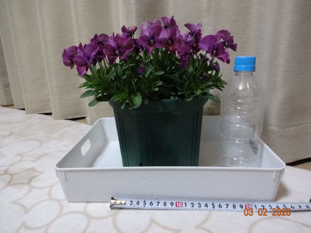 すみれ図鑑　　パルプンテ　1鉢 　（C）