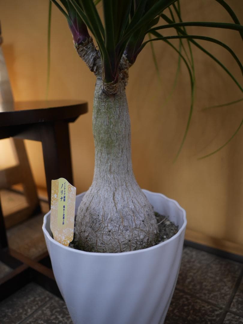 トックリラン　観葉植物　7号　約100センチ