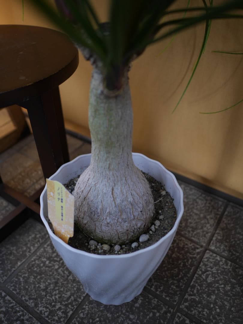 トックリラン　観葉植物　7号　約100センチ