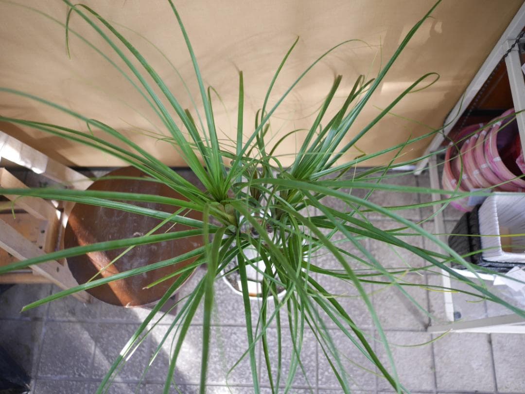 トックリラン　観葉植物　7号　約100センチ