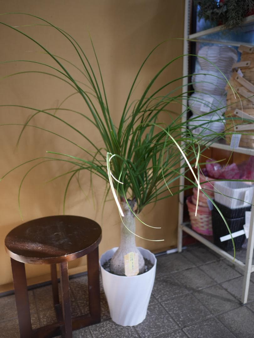 トックリラン　観葉植物　7号　約100センチ