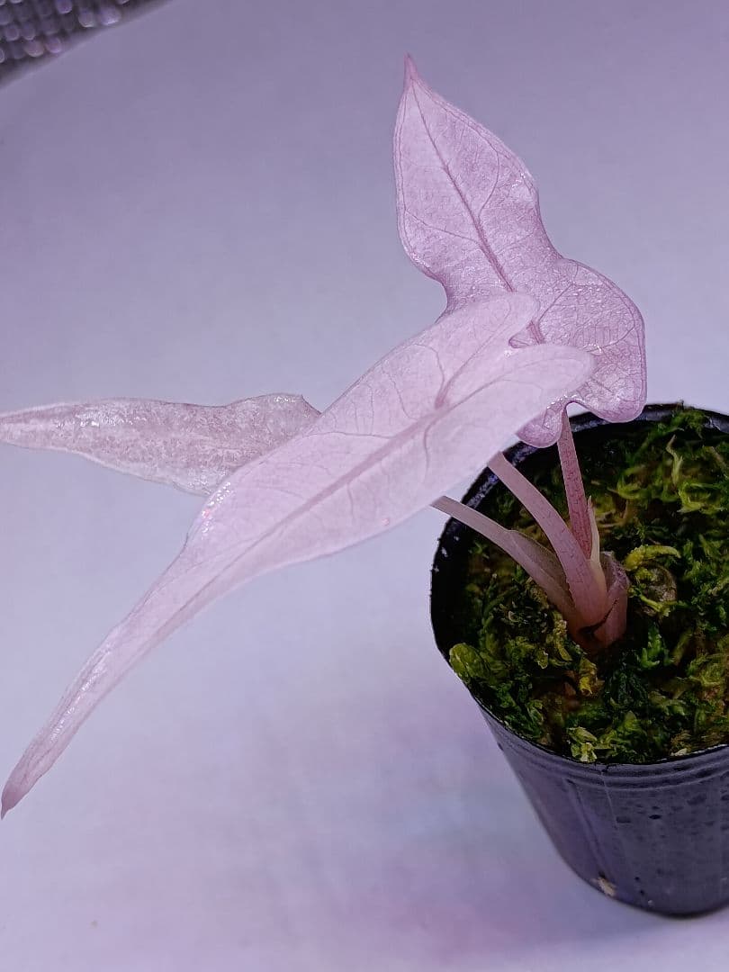 Alocasia bambino pink variegated　アロカシア