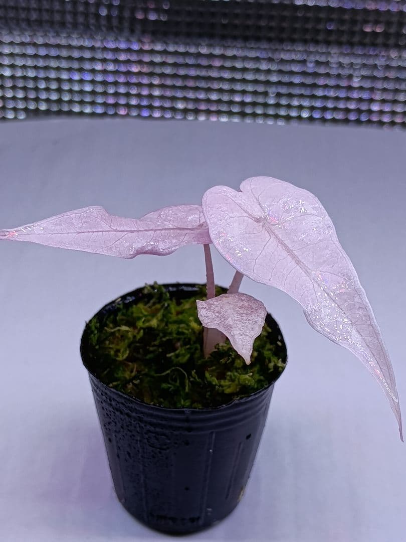 Alocasia bambino pink variegated　アロカシア