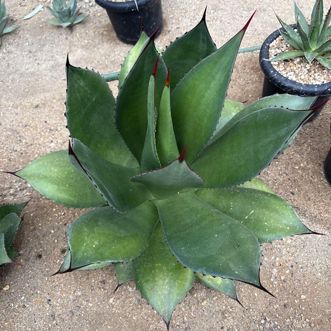 アガベ　サロモニー　選抜3