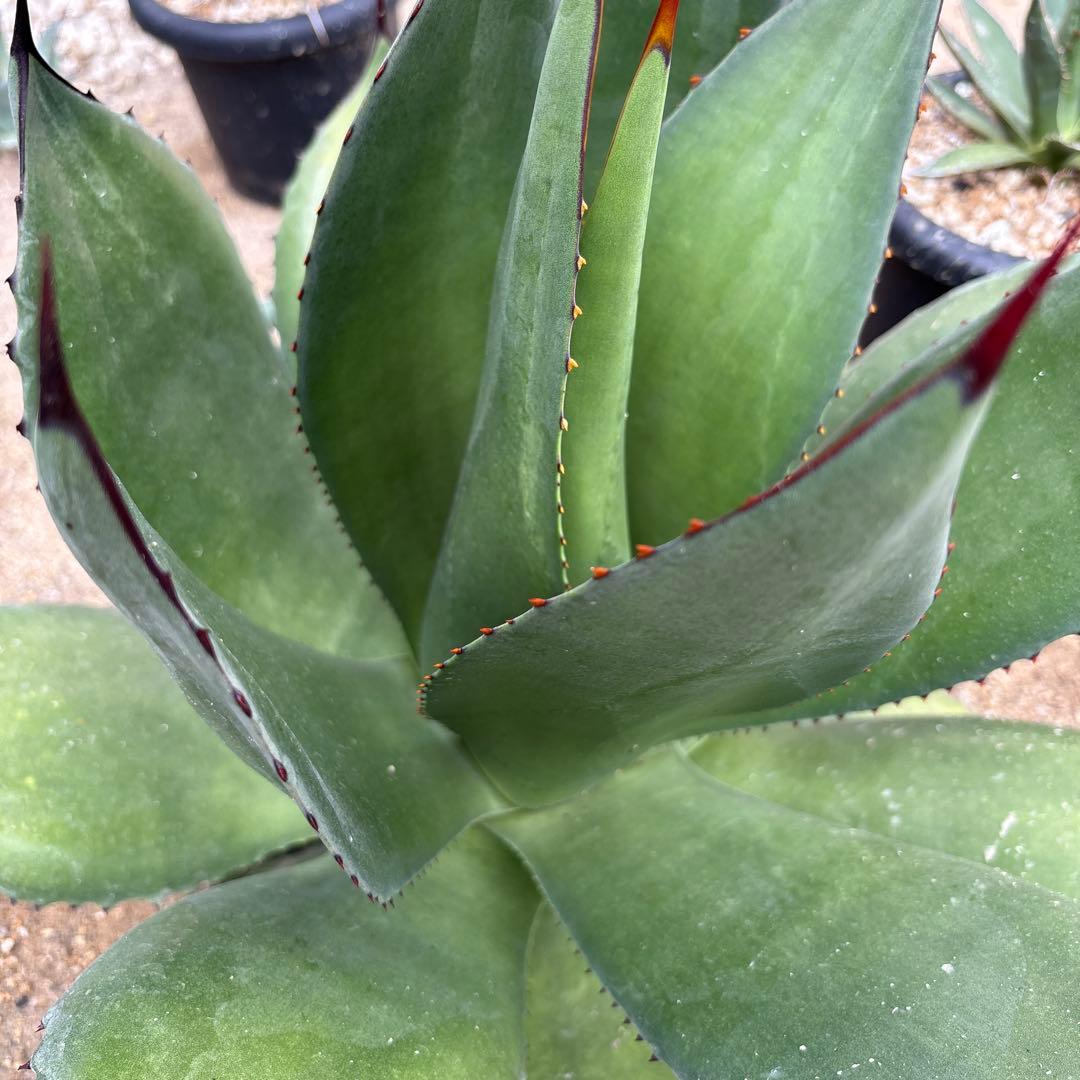 アガベ　サロモニー　選抜3