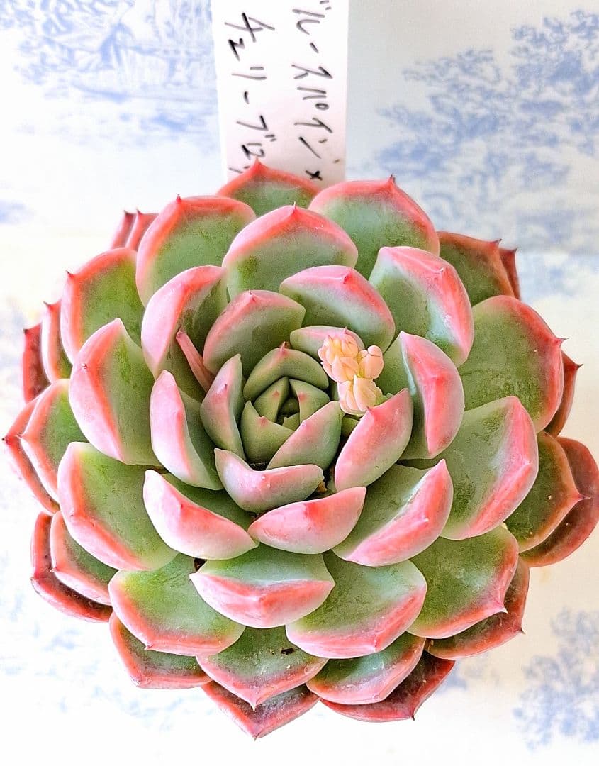 ブルースパイン×チェリーブロッサム札付きポットごとメルカリ便