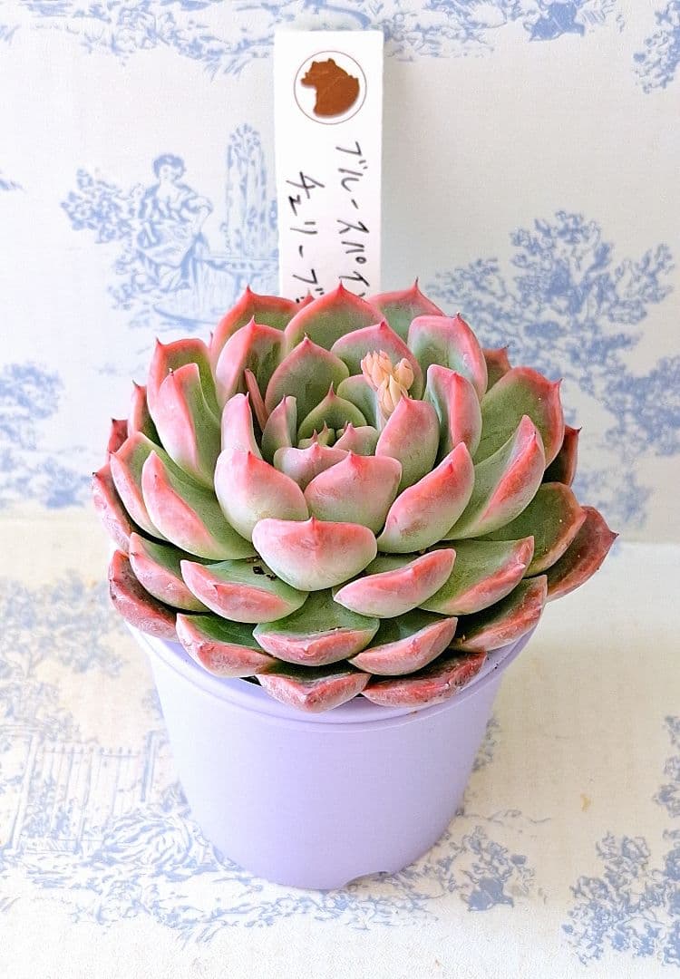 ブルースパイン×チェリーブロッサム札付きポットごとメルカリ便