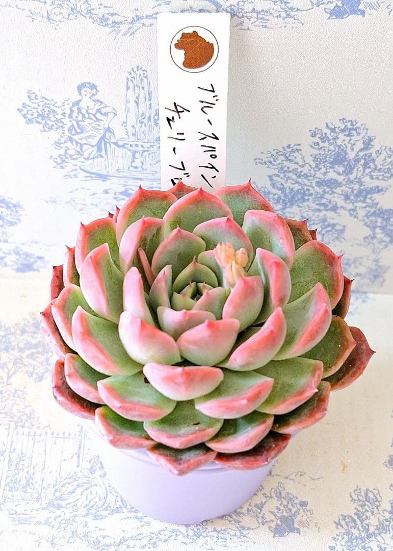 ブルースパイン×チェリーブロッサム札付きポットごとメルカリ便