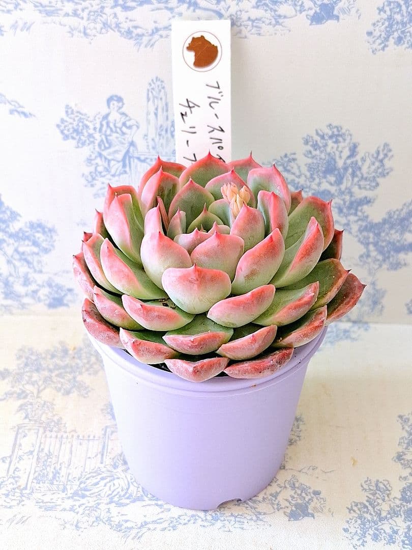 ブルースパイン×チェリーブロッサム札付きポットごとメルカリ便