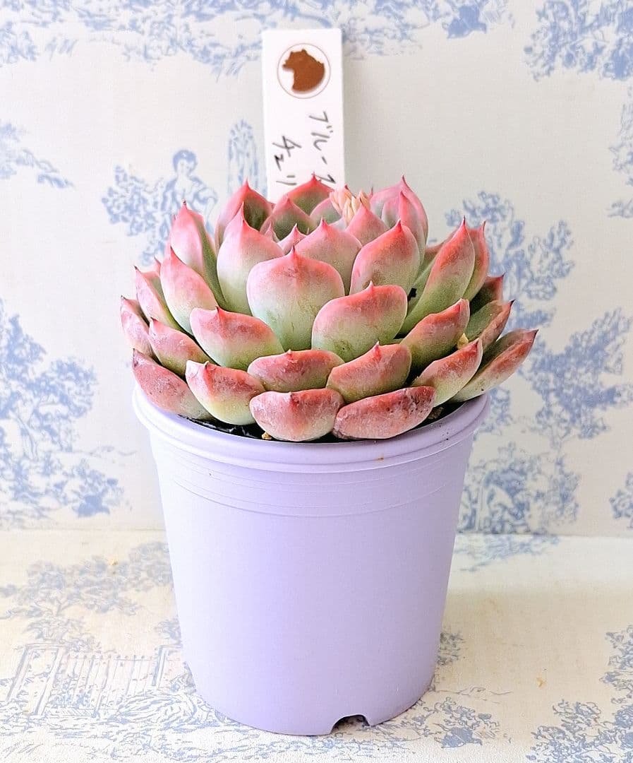 ブルースパイン×チェリーブロッサム札付きポットごとメルカリ便