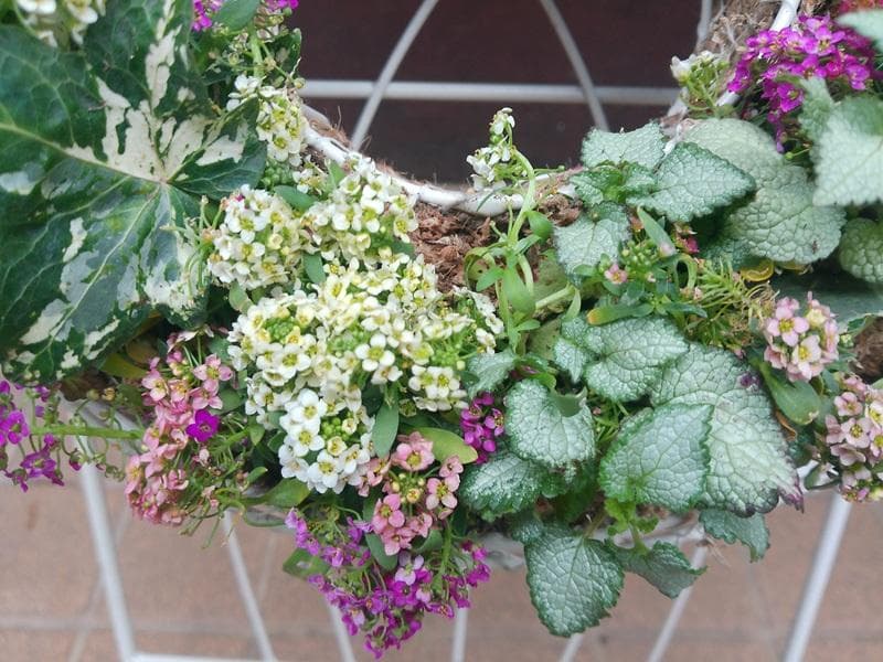 寄せ植え　 アリッサム　リース仕立て ラミウム　ハンギングリース
