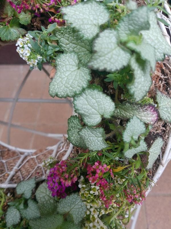 寄せ植え　 アリッサム　リース仕立て ラミウム　ハンギングリース