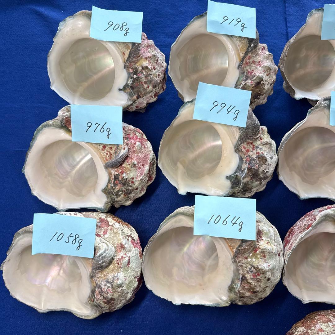 夜光貝　ヤコウ貝　まとめ売り　16個　16、2kg アクセサリー　ルアー