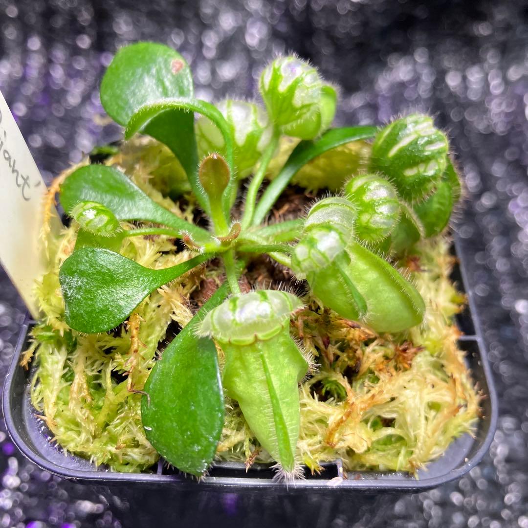 食虫植物　セファロタス　 Hummers Giant Cedric