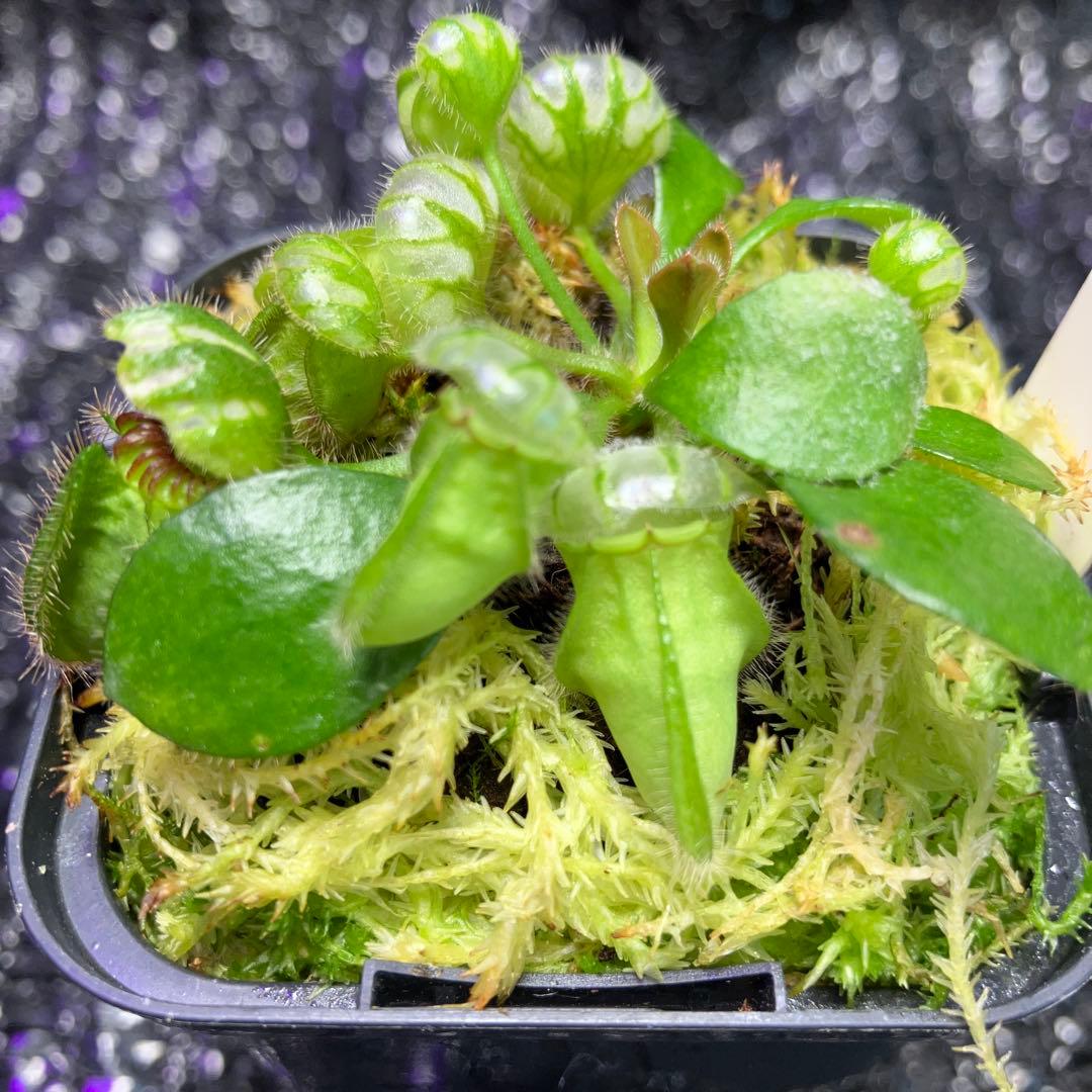 食虫植物　セファロタス　 Hummers Giant Cedric