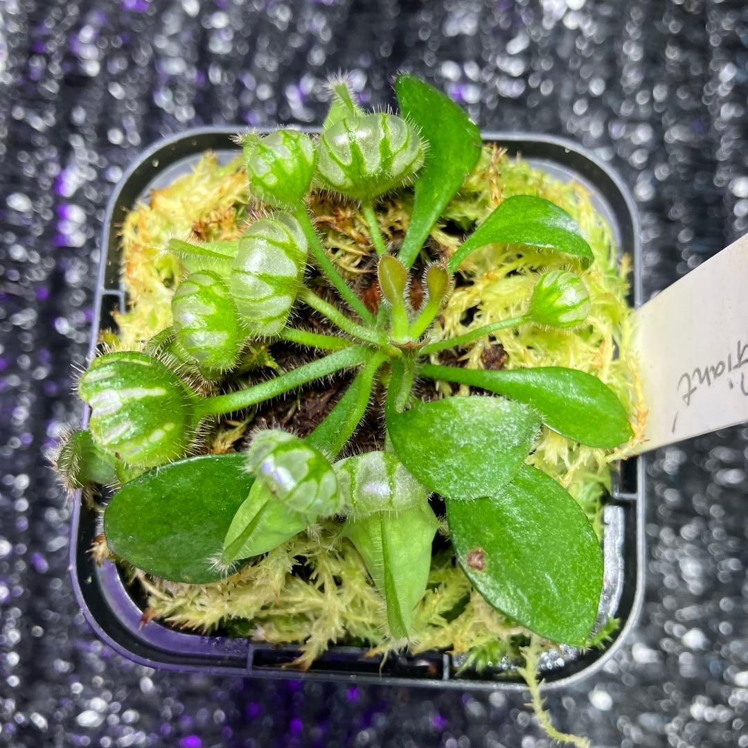 食虫植物　セファロタス　 Hummers Giant Cedric