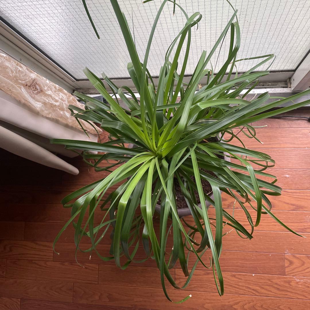 観葉植物　トックリラン　ポニーテール