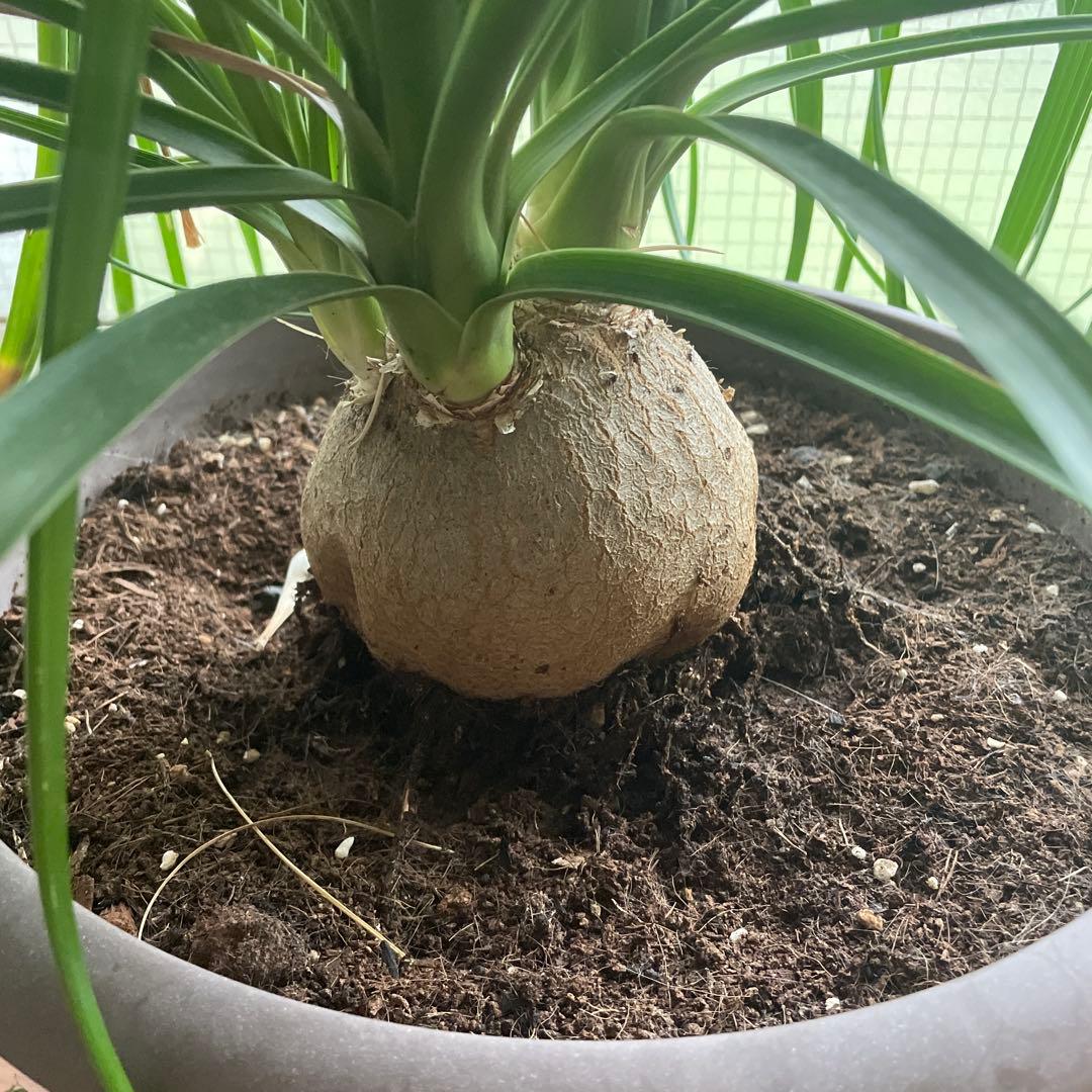 観葉植物　トックリラン　ポニーテール