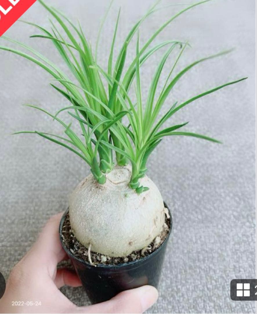観葉植物　トックリラン　ポニーテール