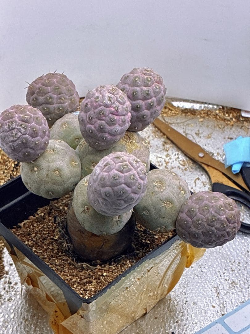 T337多頭小型 緑色 球状サボテンテフロカクタス ゲオメトリクス（12頭