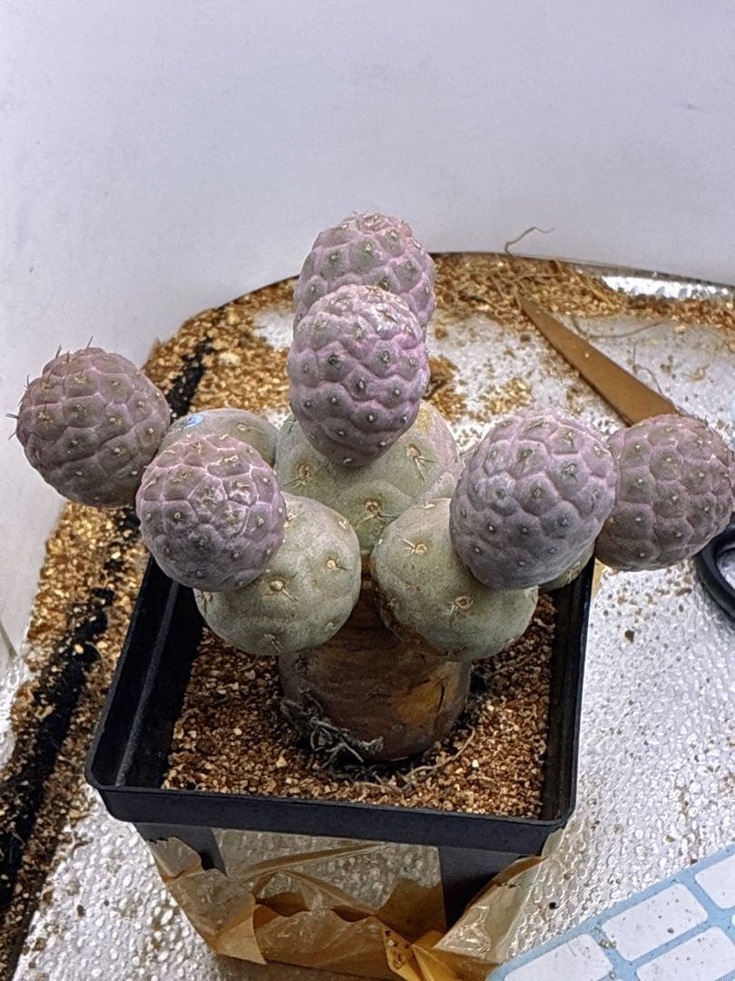 T337多頭小型 緑色 球状サボテンテフロカクタス ゲオメトリクス（12頭