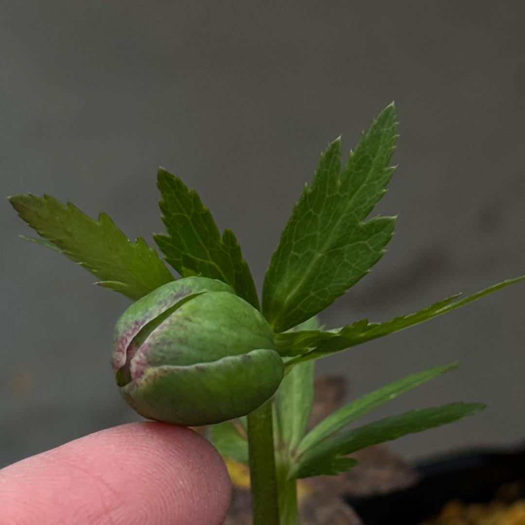 原種交配小輪クリスマスローズ3種セット