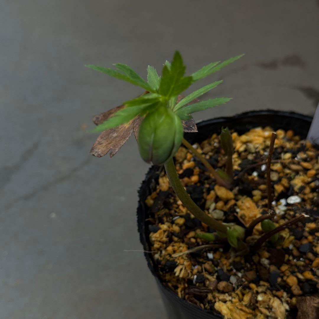 原種交配小輪クリスマスローズ3種セット