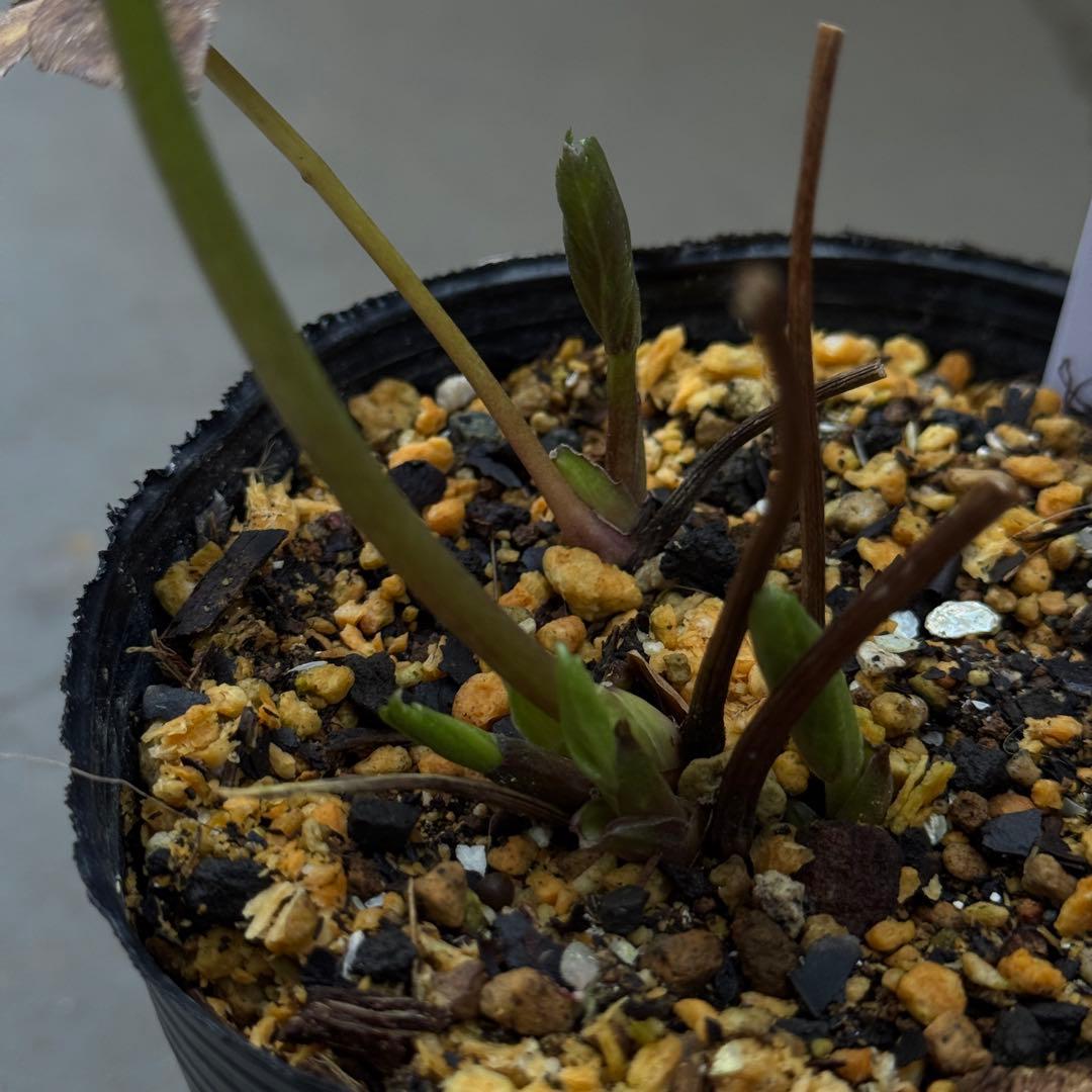 原種交配小輪クリスマスローズ3種セット