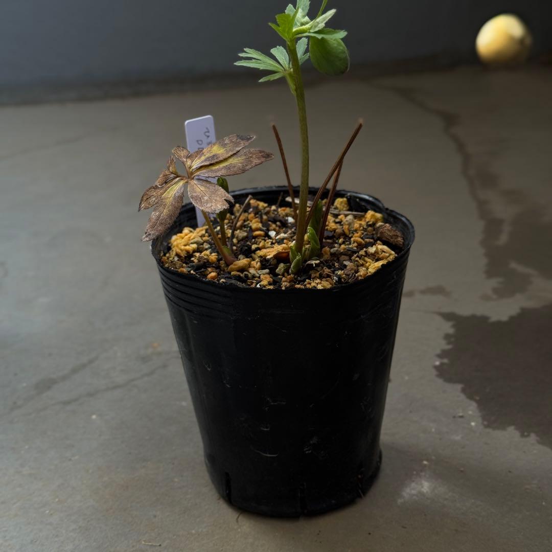 原種交配小輪クリスマスローズ3種セット