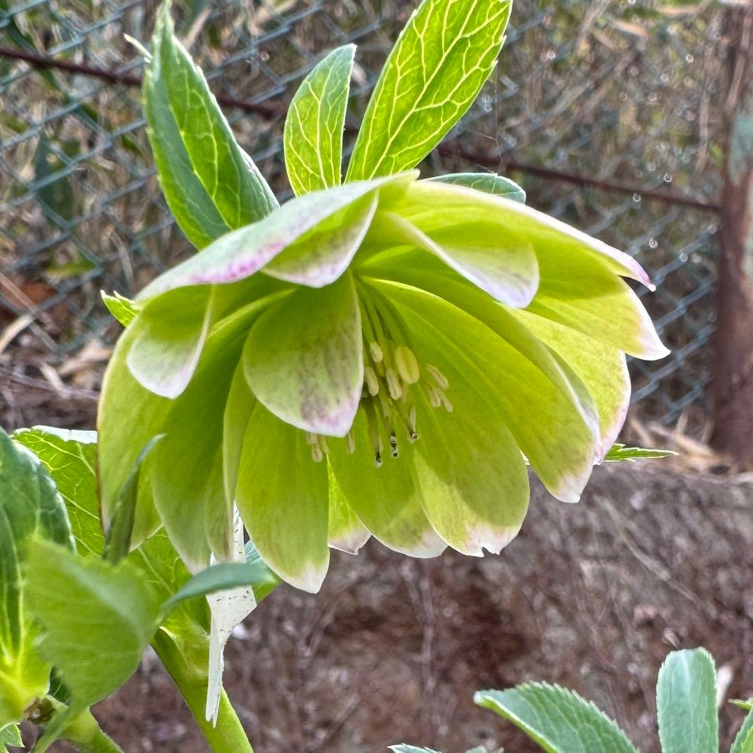 原種交配小輪クリスマスローズ3種セット