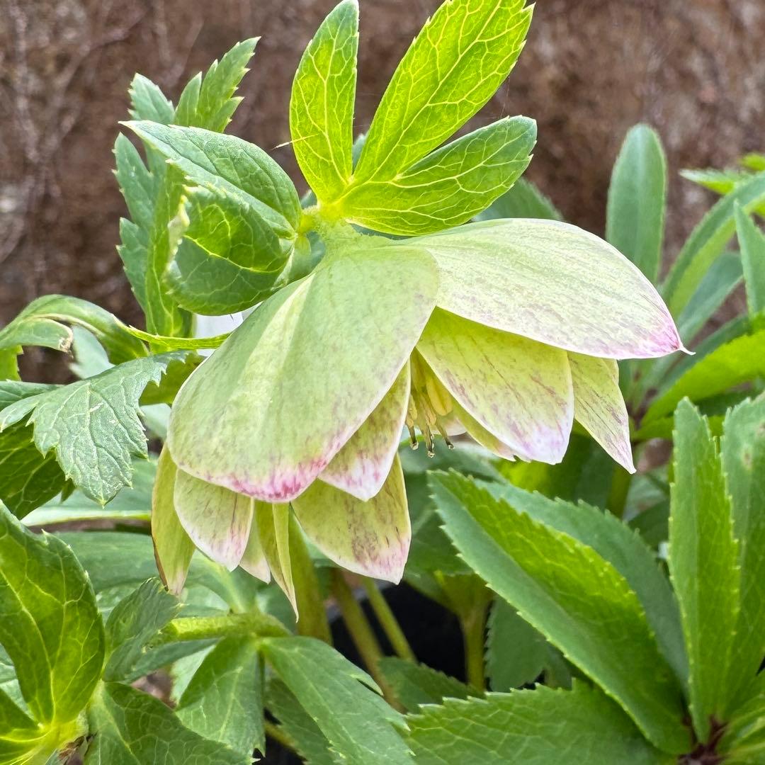 原種交配小輪クリスマスローズ3種セット