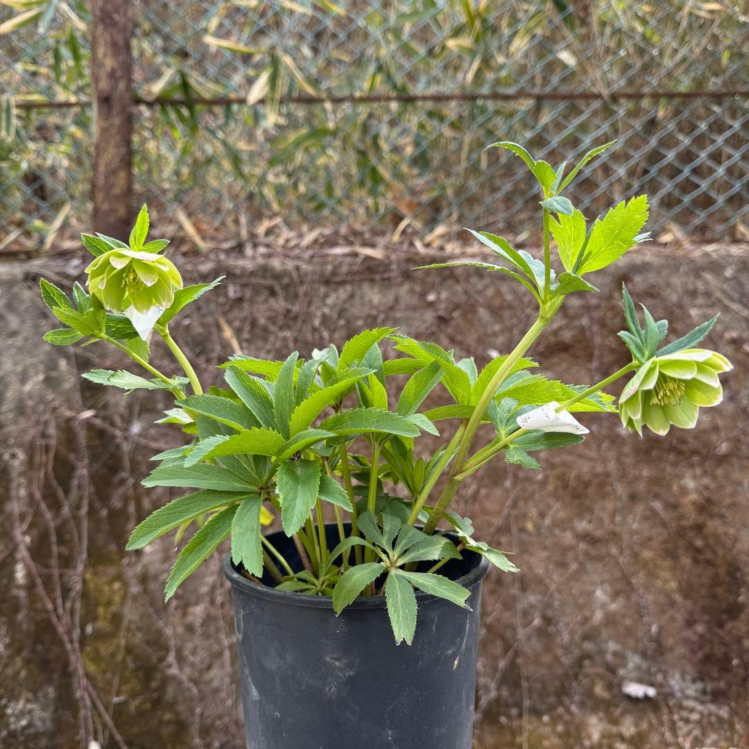 原種交配小輪クリスマスローズ3種セット