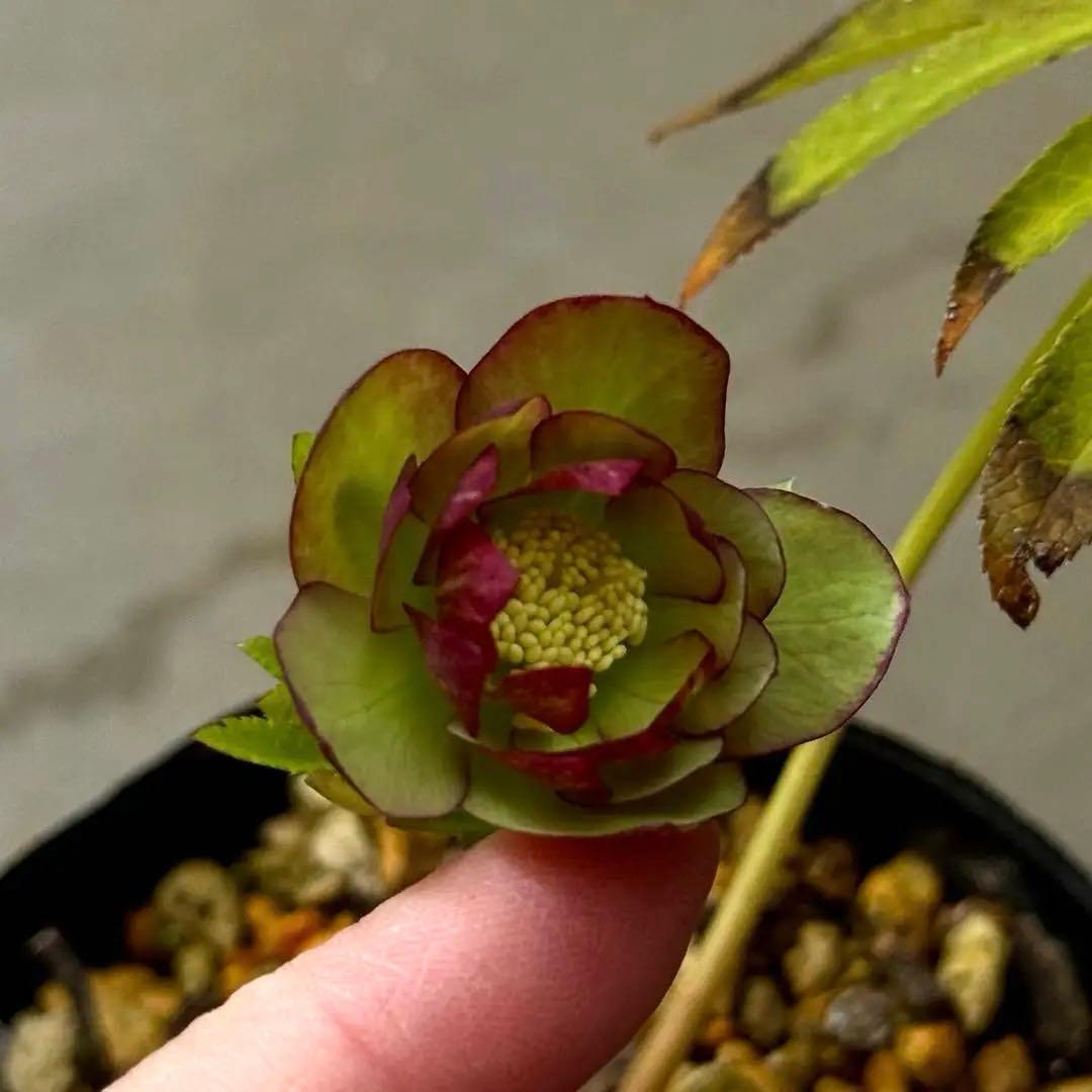 原種交配小輪クリスマスローズ3種セット