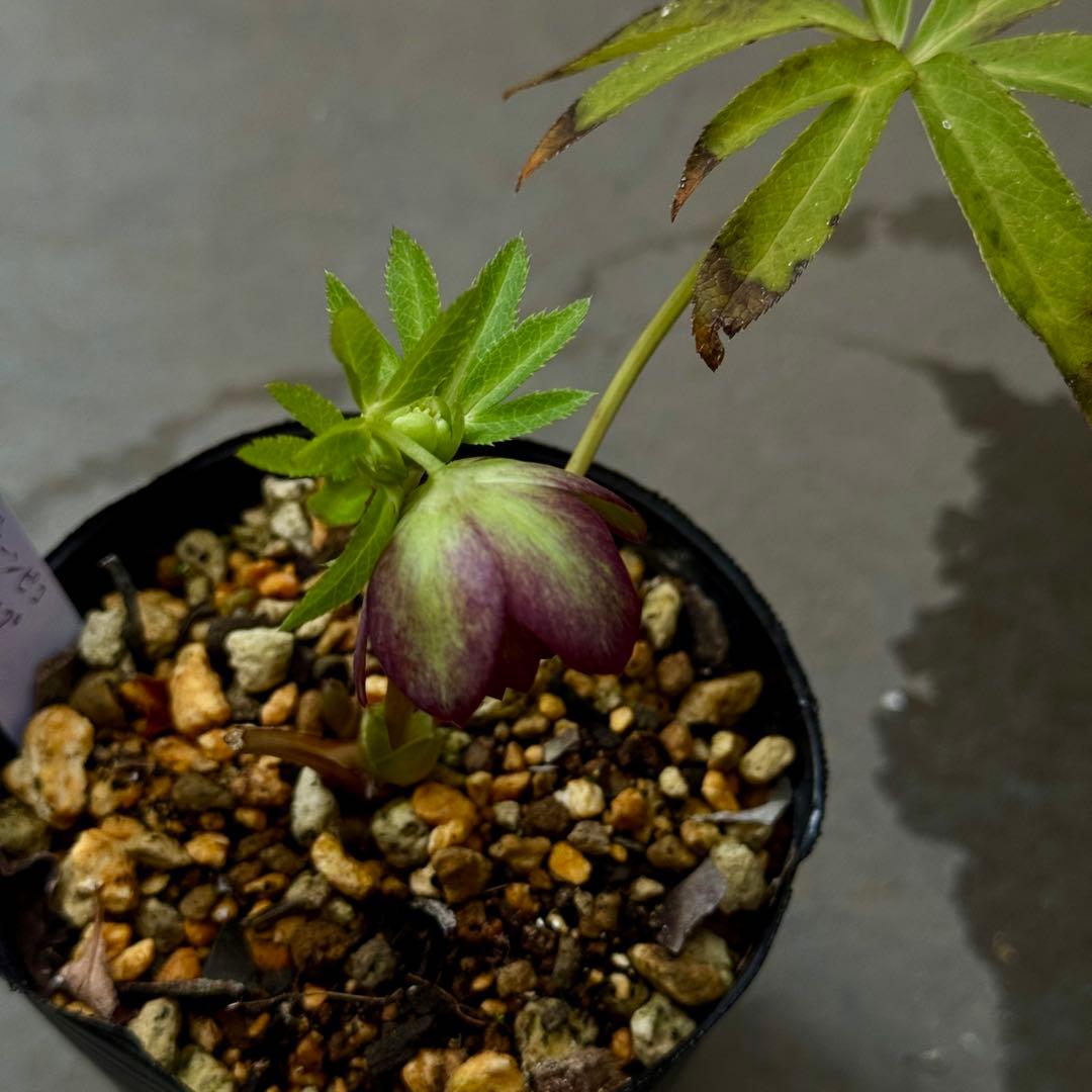 原種交配小輪クリスマスローズ3種セット