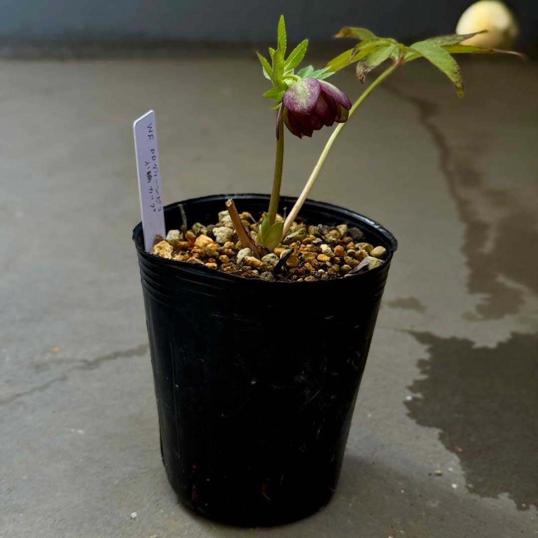 原種交配小輪クリスマスローズ3種セット