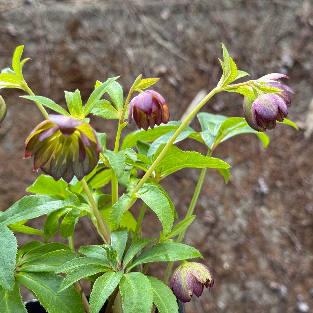 原種交配小輪クリスマスローズ3種セット