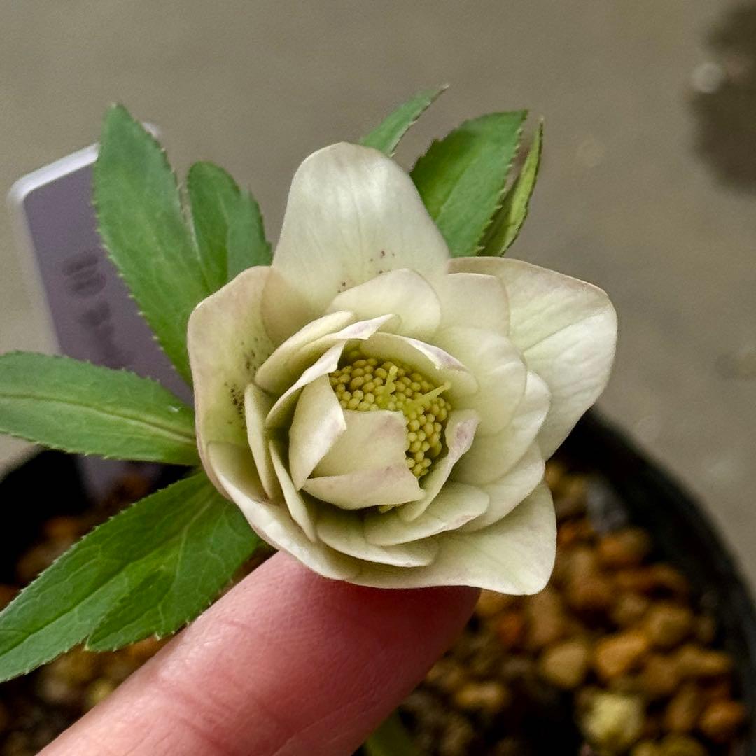 原種交配小輪クリスマスローズ3種セット