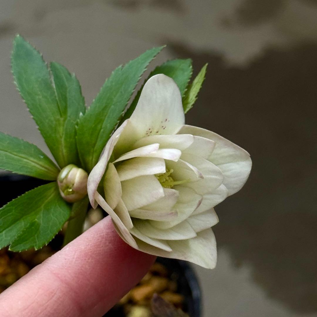 原種交配小輪クリスマスローズ3種セット