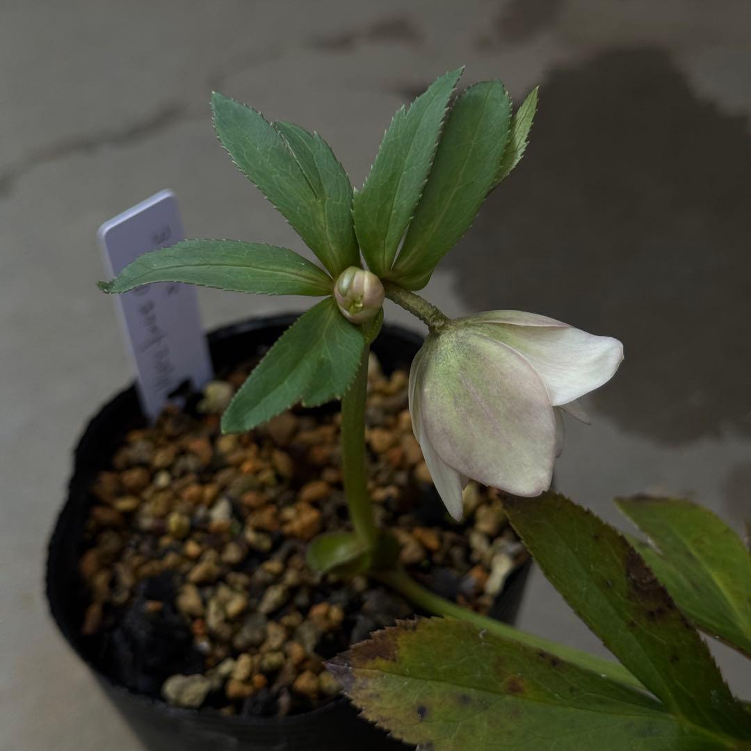 原種交配小輪クリスマスローズ3種セット