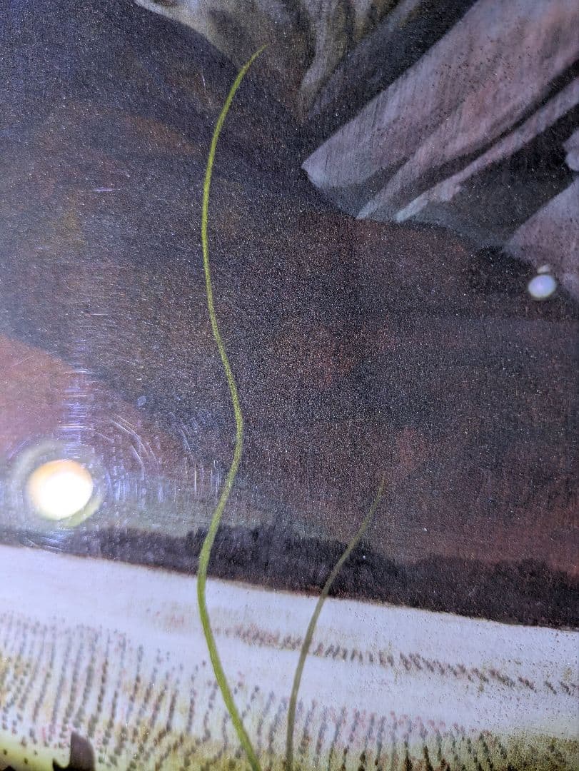 【真作】日本画家 藤井康夫「萌える野（八ヶ岳）」肉筆 共箱 院展特選作家