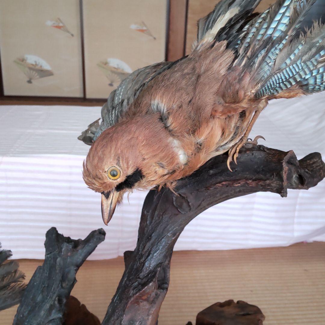 ★ 天然木の置物 鳥の剥製2羽付き インテリア