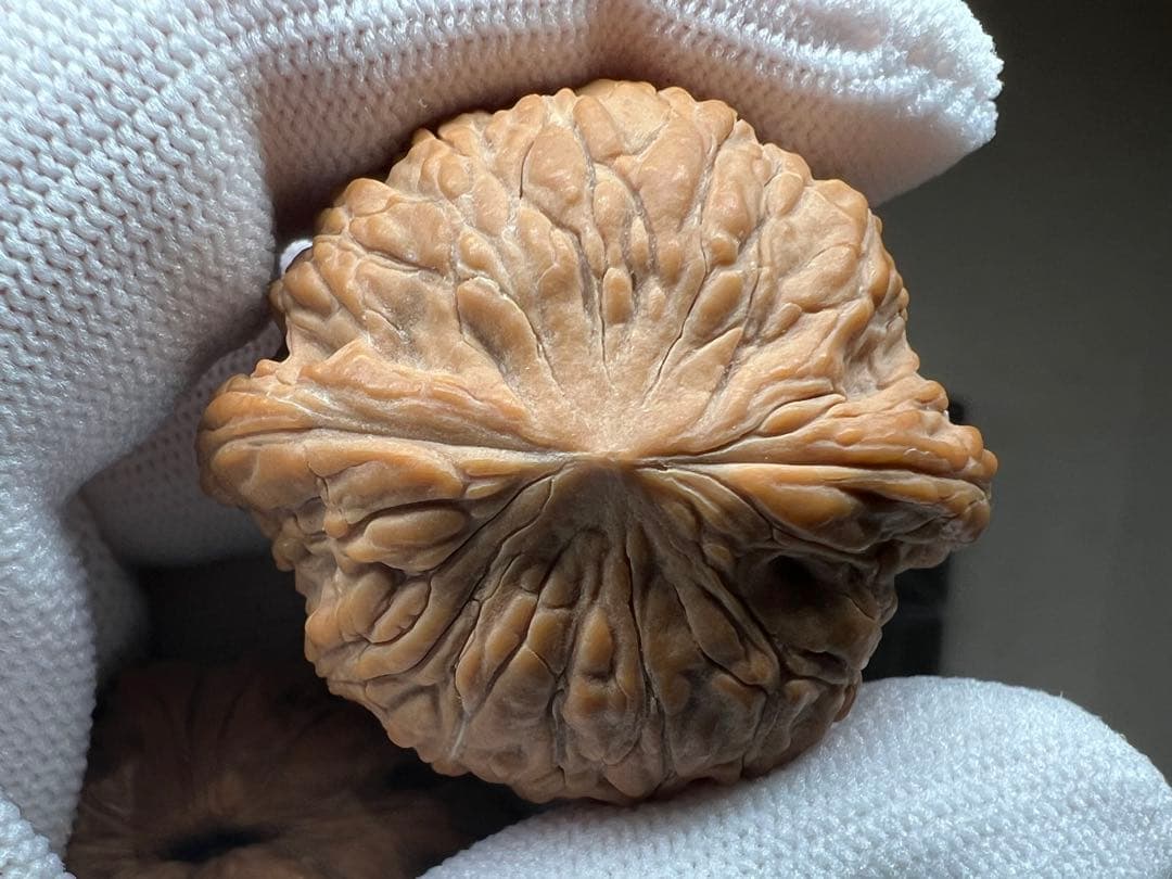 文玩堂：ドジョウ背 文玩クルミ（精品級）」