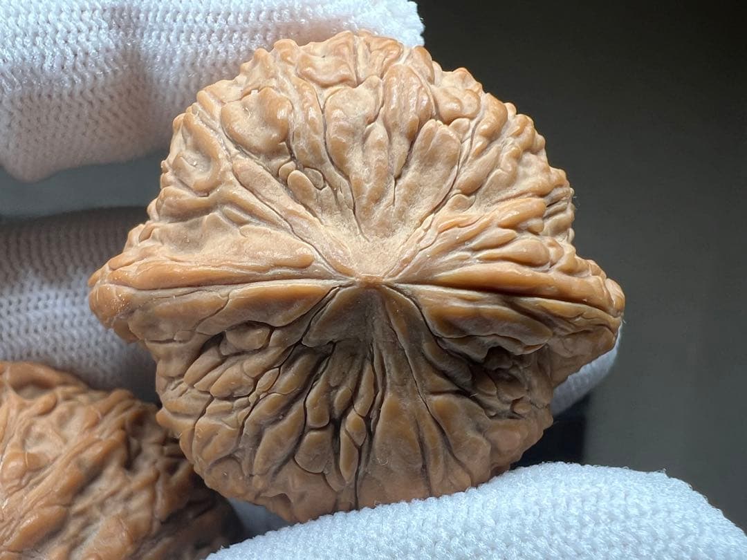 文玩堂：ドジョウ背 文玩クルミ（精品級）」